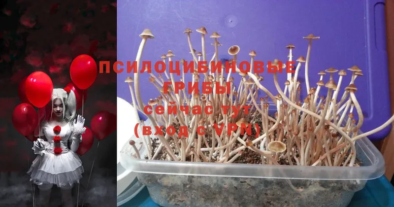 Галлюциногенные грибы Cubensis  купить наркоту  Крымск 